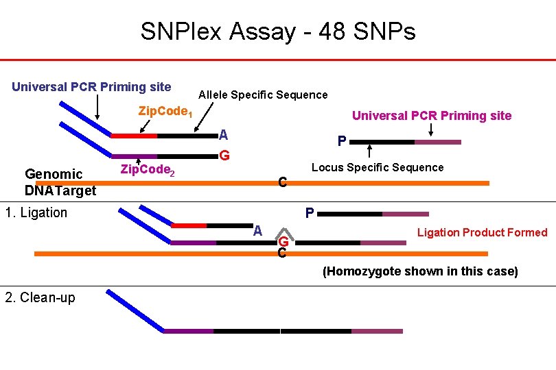SNPlex Assay - 48 SNPs Universal PCR Priming site Allele Specific Sequence Zip. Code