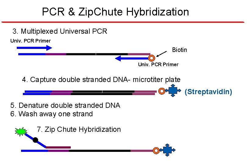 PCR & Zip. Chute Hybridization 3. Multiplexed Universal PCR Univ. PCR Primer Biotin Univ.