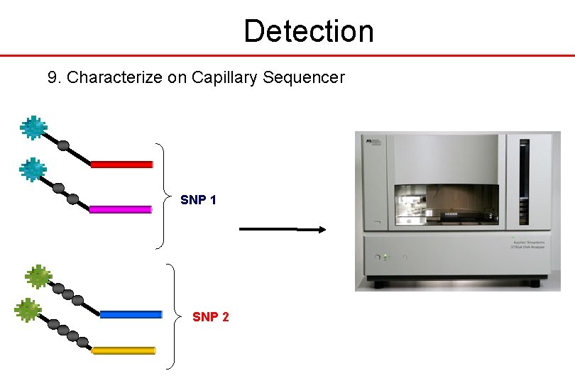 Detection 9. Characterize on Capillary Sequencer SNP 1 SNP 2 