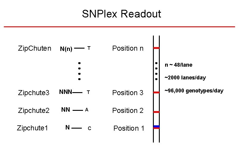 SNPlex Readout Zip. Chuten N(n) T Position n n ~ 48/lane ~2000 lanes/day Zipchute