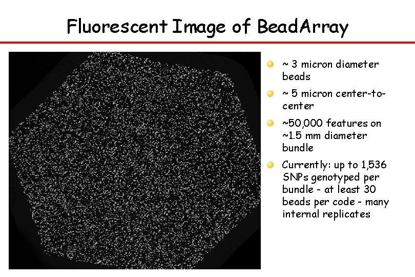 Fluorescent Image of Bead. Array ~ 3 micron diameter beads ~ 5 micron center-tocenter