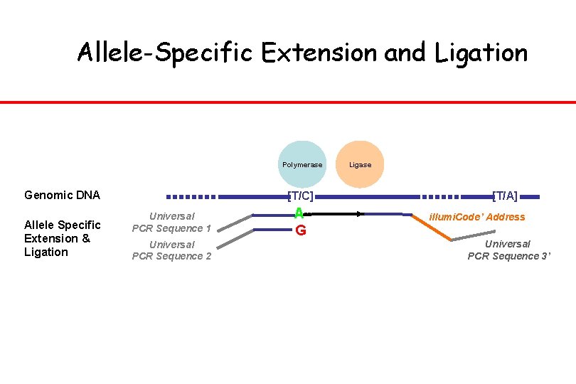 Allele-Specific Extension and Ligation Polymerase Genomic DNA Allele Specific Extension & Ligation [T/C] Universal