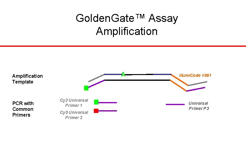 Golden. Gate™ Assay Amplification A Amplification Template PCR with Common Primers Cy 3 Universal