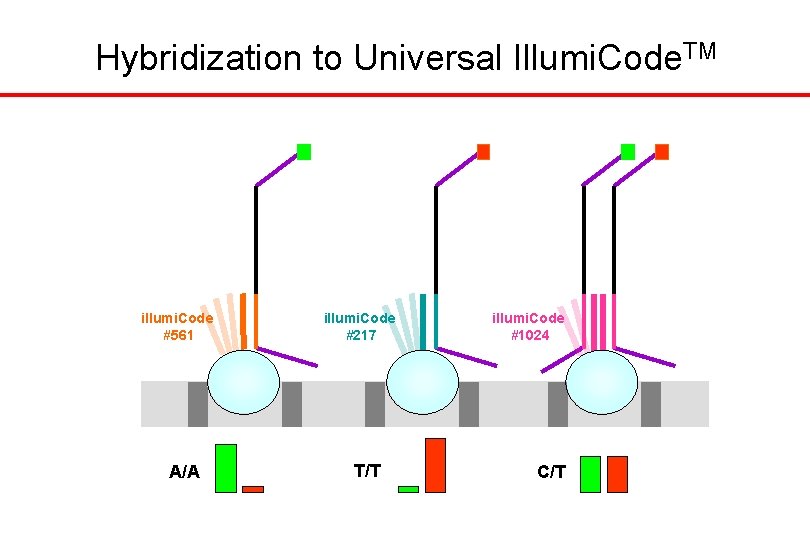 Hybridization to Universal Illumi. Code. TM //// A/A illumi. Code #1024 //// illumi. Code