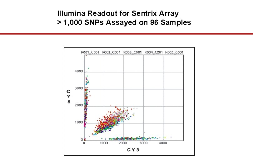 Illumina Readout for Sentrix Array > 1, 000 SNPs Assayed on 96 Samples 