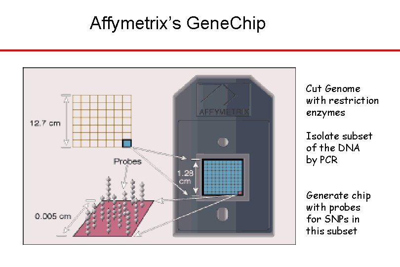 Affymetrix’s Gene. Chip Cut Genome with restriction enzymes Isolate subset of the DNA by