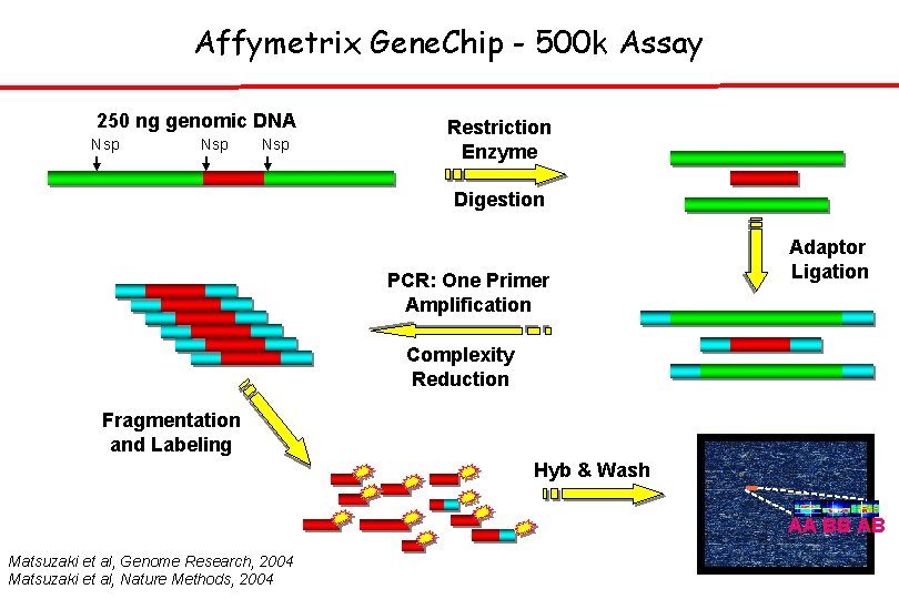 Affymetrix Gene. Chip - 500 k Assay 250 ng genomic DNA Nsp Nsp Restriction