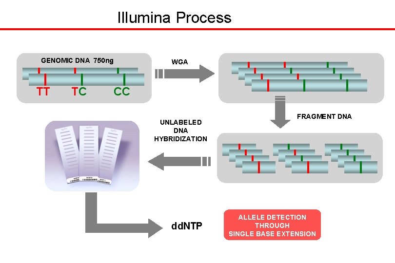 Illumina Process GENOMIC DNA 750 ng TT TC WGA CC UNLABELED DNA HYBRIDIZATION dd.