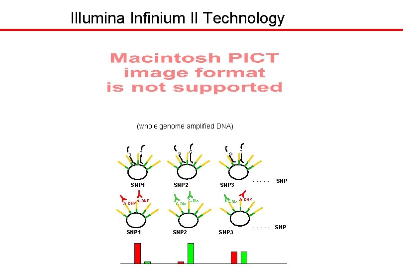 Illumina Infinium II Technology (whole genome amplified DNA) T T SNP 1 A-DNP SNP