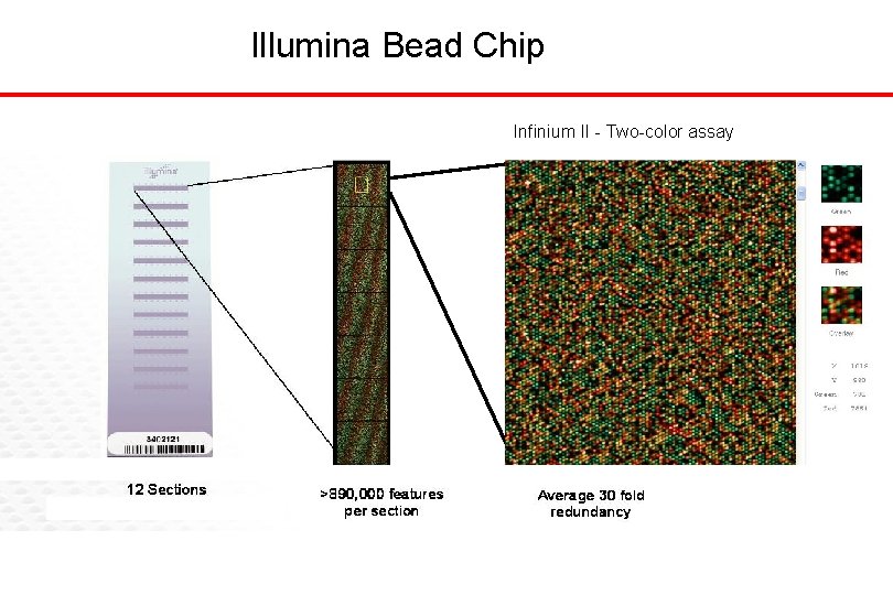 Illumina Bead Chip Infinium II - Two-color assay 