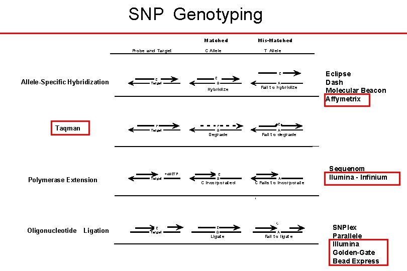 SNP Genotyping Matched Probe and Target C Allele Mis-Matched T Allele C Allele-Specific Hybridization