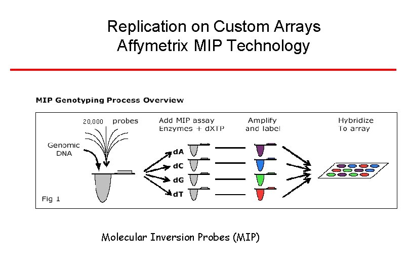 Replication on Custom Arrays Affymetrix MIP Technology 20, 000 Molecular Inversion Probes (MIP) 