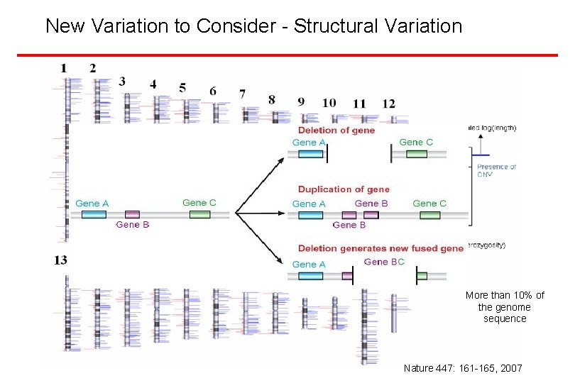 New Variation to Consider - Structural Variation Types of Structural Variants Insertions/Deletions Inversions Duplications