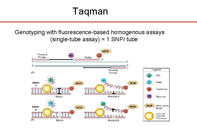 Taqman Genotyping with fluorescence-based homogenous assays (single-tube assay) = 1 SNP/ tube 