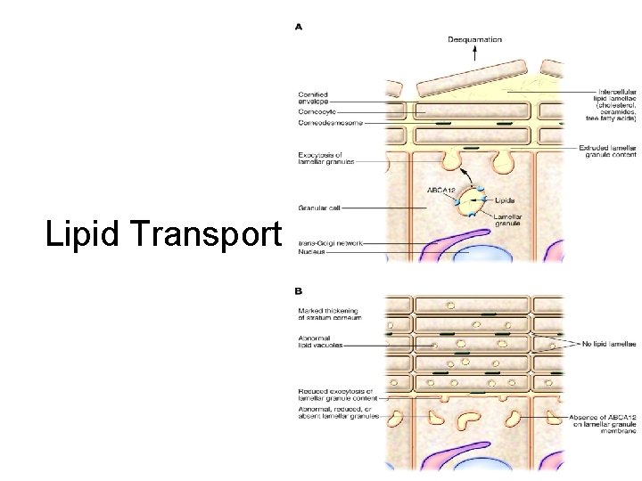 Lipid Transport 