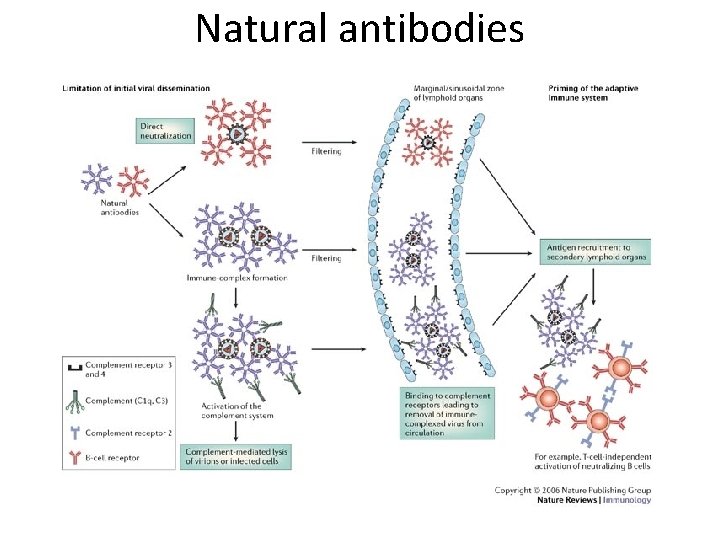 Natural antibodies 