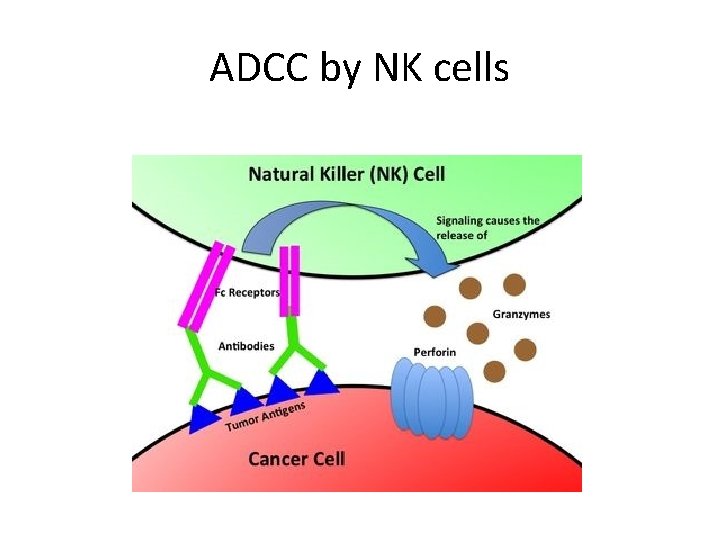 ADCC by NK cells 