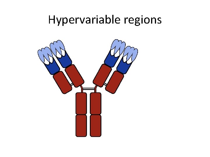 Hypervariable regions 