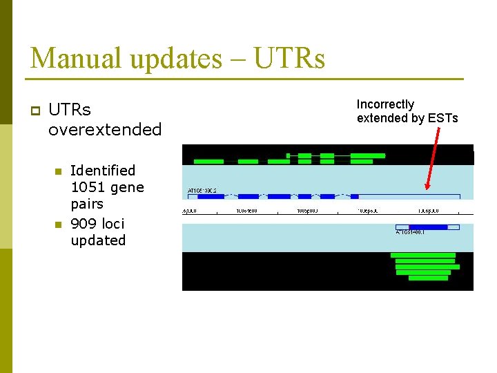 Manual updates – UTRs p UTRs overextended n n Identified 1051 gene pairs 909