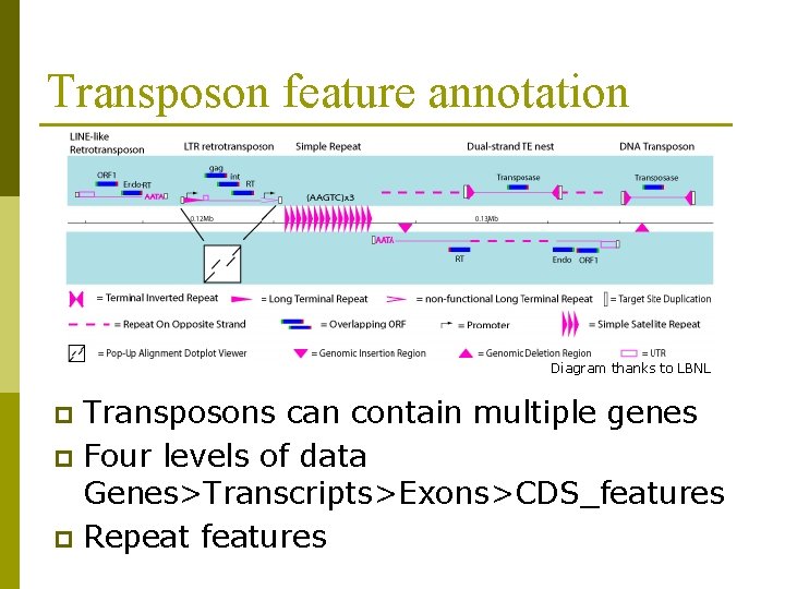 Transposon feature annotation Diagram thanks to LBNL Transposons can contain multiple genes p Four