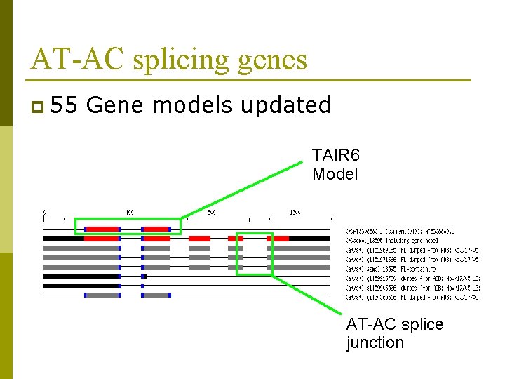 AT-AC splicing genes p 55 Gene models updated TAIR 6 Model AT-AC splice junction