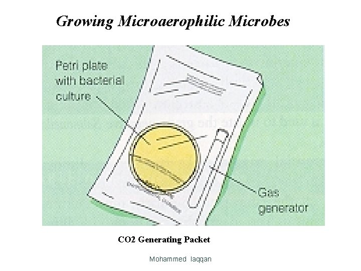 Growing Microaerophilic Microbes CO 2 Generating Packet Mohammed laqqan 