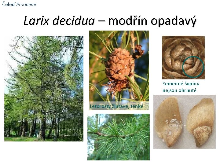 Čeleď Pinaceae Larix decidua – modřín opadavý Semenné šupiny nejsou ohrnuté Letorosty žlutavé, tenké