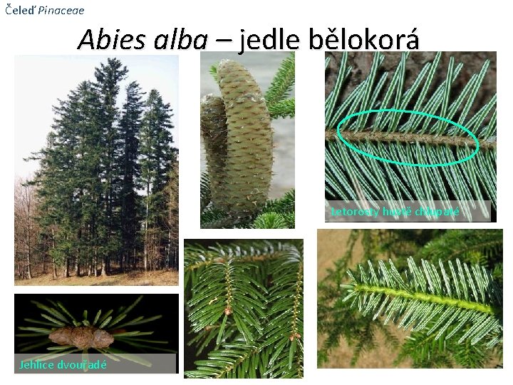 Čeleď Pinaceae Abies alba – jedle bělokorá Letorosty hustě chlupaté Jehlice dvouřadé 