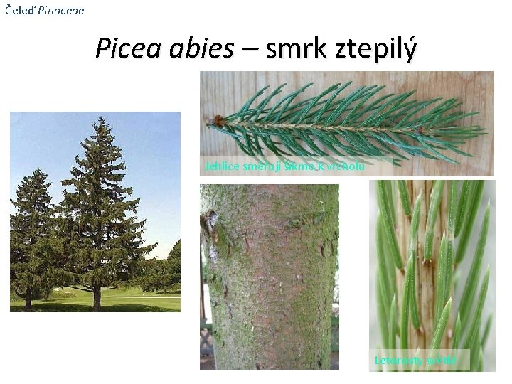 Čeleď Pinaceae Picea abies – smrk ztepilý Jehlice směřují šikmo k vrcholu Letorosty světlé
