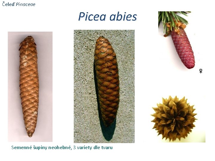 Čeleď Pinaceae Picea abies Semenné šupiny neohebné, 3 variety dle tvaru 