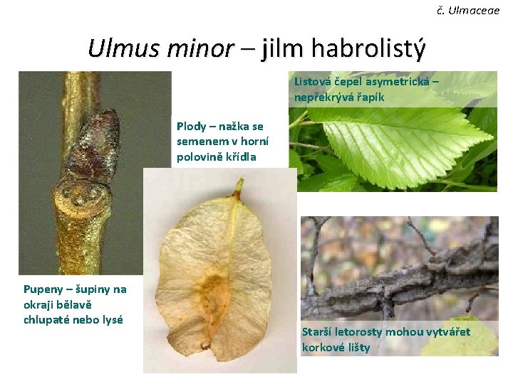 č. Ulmaceae Ulmus minor – jilm habrolistý Listová čepel asymetrická – nepřekrývá řapík Plody