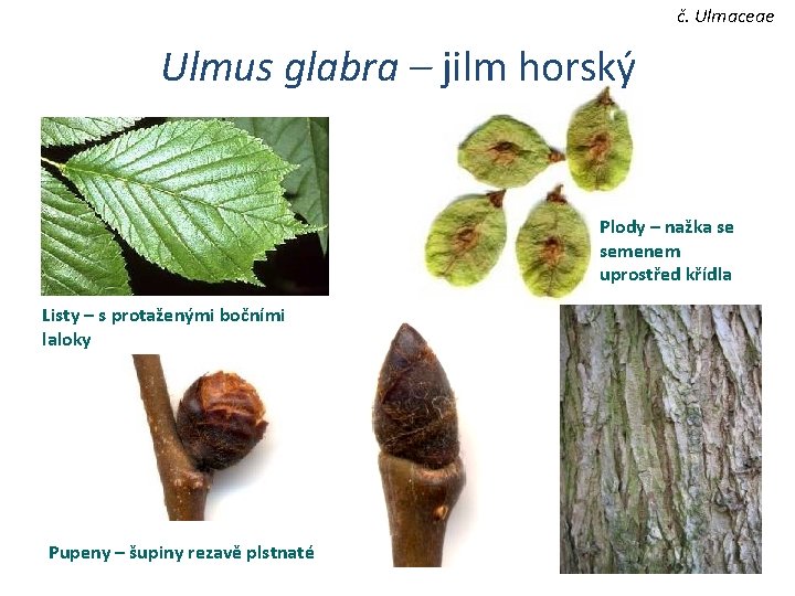 č. Ulmaceae Ulmus glabra – jilm horský Plody – nažka se semenem uprostřed křídla