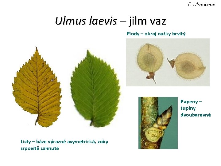 č. Ulmaceae Ulmus laevis – jilm vaz Plody – okraj nažky brvitý Pupeny –