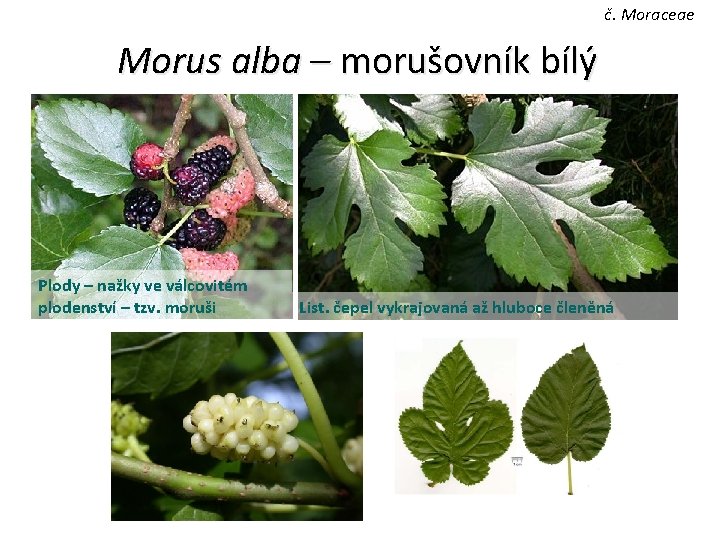 č. Moraceae Morus alba – morušovník bílý Plody – nažky ve válcovitém plodenství –
