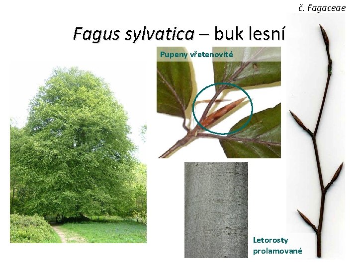 č. Fagaceae Fagus sylvatica – buk lesní Pupeny vřetenovité Letorosty prolamované 