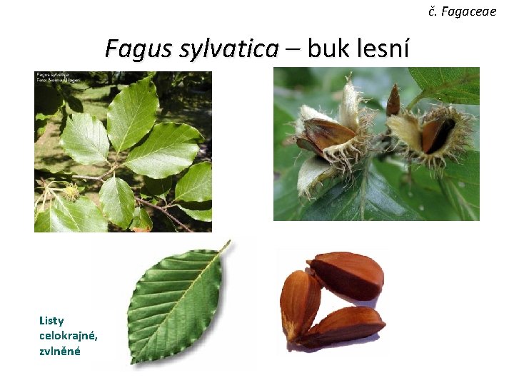 č. Fagaceae Fagus sylvatica – buk lesní Listy celokrajné, zvlněné 