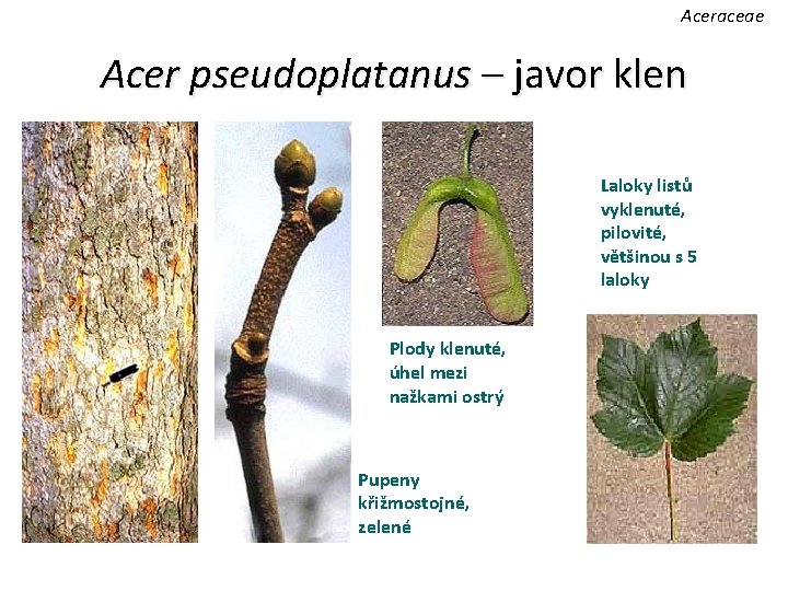 Aceraceae Acer pseudoplatanus – javor klen Laloky listů vyklenuté, pilovité, většinou s 5 laloky
