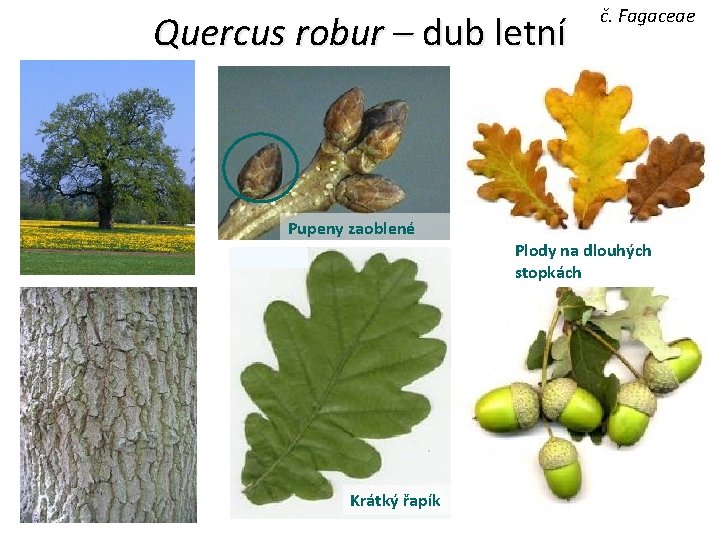 Quercus robur – dub letní č. Fagaceae Pupeny zaoblené Plody na dlouhých stopkách Krátký