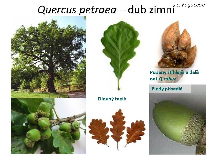 Quercus petraea – dub zimní č. Fagaceae Pupeny štíhlejší a delší než Q. robur