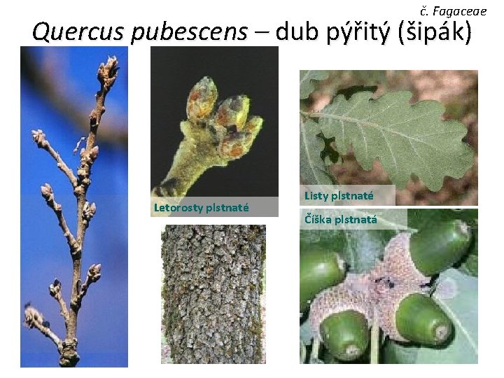 č. Fagaceae Quercus pubescens – dub pýřitý (šipák) Letorosty plstnaté Listy plstnaté Číška plstnatá