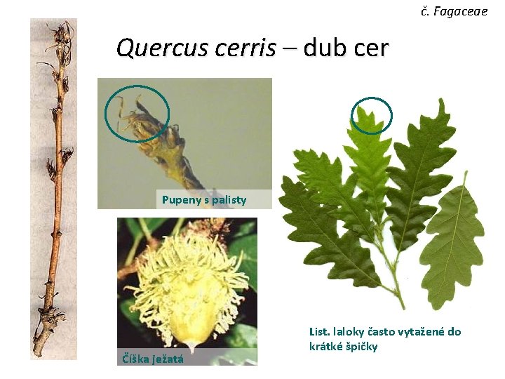 č. Fagaceae Quercus cerris – dub cer Pupeny s palisty Číška ježatá List. laloky