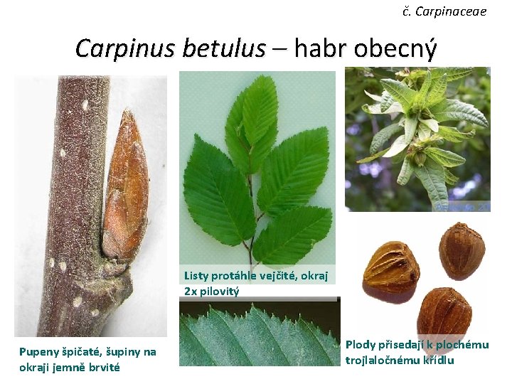 č. Carpinaceae Carpinus betulus – habr obecný Listy protáhle vejčité, okraj 2 x pilovitý