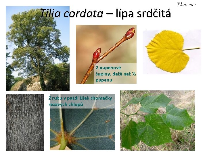 Tilia cordata – lípa srdčitá 2 pupenové šupiny, delší než ½ pupenu Z rubu