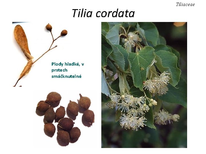 Tilia cordata Plody hladké, v prstech smáčknutelné Tiliaceae 