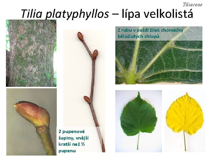 Tiliaceae Tilia platyphyllos – lípa velkolistá Z rubu v paždí žilek chomáčky běložlutých chlupů