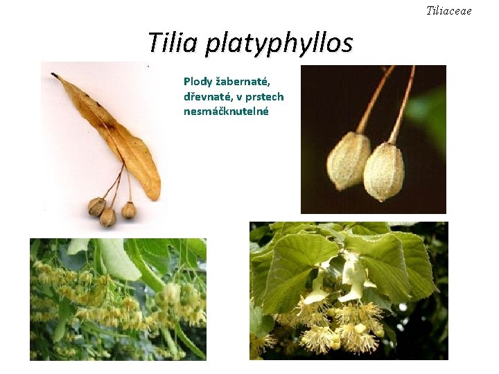 Tiliaceae Tilia platyphyllos Plody žabernaté, dřevnaté, v prstech nesmáčknutelné 