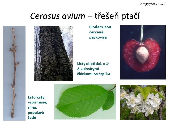 Amygdalaceae Cerasus avium – třešeň ptačí Plodem jsou červené peckovice Listy eliptické, s 12