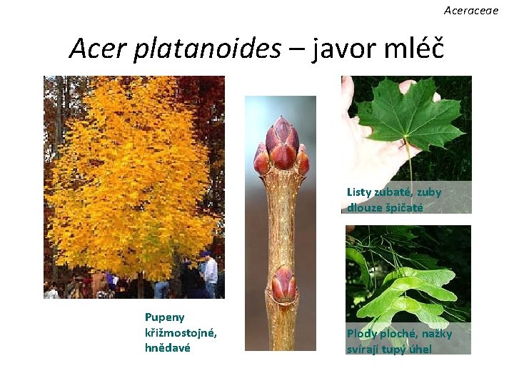 Aceraceae Acer platanoides – javor mléč Listy zubaté, zuby dlouze špičaté Pupeny křižmostojné, hnědavé