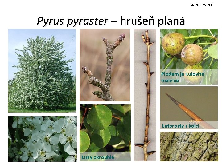 Malaceae Pyrus pyraster – hrušeň planá Plodem je kulovitá malvice Letorosty s kolci Listy