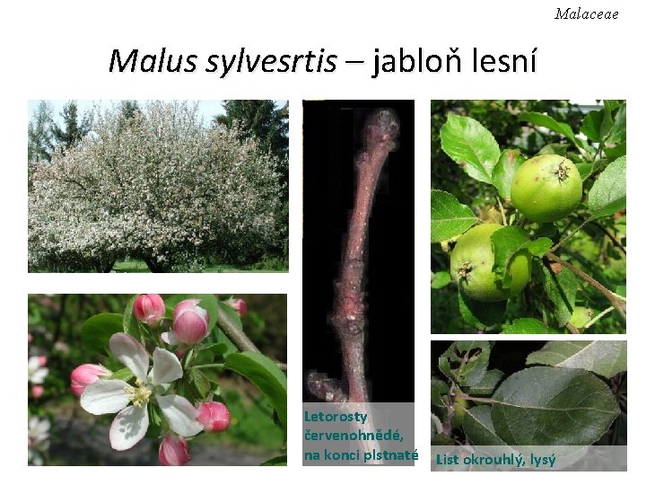 Malaceae Malus sylvesrtis – jabloň lesní Letorosty červenohnědé, na konci plstnaté List okrouhlý, lysý